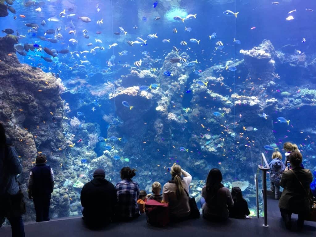 students looking into a tank at the aquarium